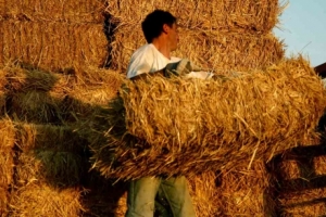 Ως 31 Μαρτίου υποβολή ετήσιας συγκεντρωτικής αγροτών